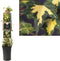 3 stuks - Van der starre - Klimplant Hedera h. Goldheart 75 cm