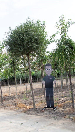 Bol sierkers volgroeid | Prunus em. 'Umbraculifera' 20-25 cm 220 cm| Bomenbezorgd.nl