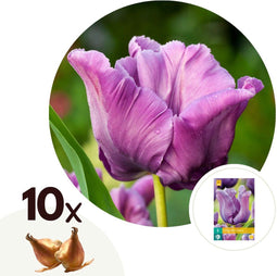 Plant in a Box - Tulipa Blue Parrot - Tulpenbollen x10 - Bloembollen voor Tuin, Terras of Balkon
