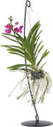 Plant in a Box - Vanda met standaard - Roze - Hoogte standaard 70cm