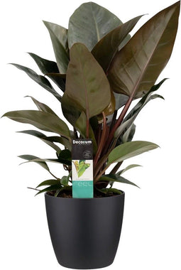 FloriaFor - Philodendron Congo Rojo In ELHO Sierpot Brussels (zwart) - - ↨ 70cm - ⌀ 20cm