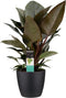 FloriaFor - Philodendron Congo Rojo In ELHO Sierpot Brussels (zwart) - - ↨ 70cm - ⌀ 20cm