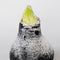 Plant in a Box - Amaryllis - Hippeastrum 'Wax Snow Black' - Bloembol - Rode bloemen