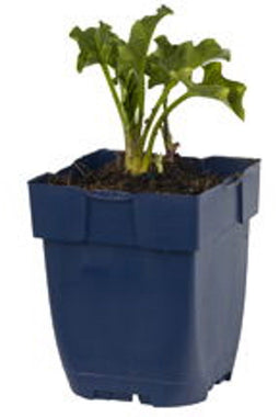 Griffioen - Arum italicum