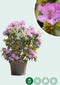 Rhododendron Catawbiense grandiflorum | Rhododendron 'Catawbiense grandiflorum' | Bomenbezorgd.nl