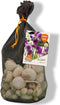 Baltus - Allium variety mixed per 50 bloembollen