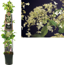2 stuks - Van der starre - Klimplant Hydrangea a. Petiolaris 120 cm