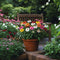 Plant in a Box - Echinacea - Mix van 6 - Zonnehoed - Wortelstokken - Bloeiende plant