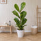 Plant in a Box - Ficus Lyrata - Echte Kamerplant Groot - Vioolplant - Pot 24cm - Hoogte 80-100cm