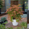 Plant in a Box - Acer palmatum 'Extravaganza' - Japanse Esdoorn - Set van 2 - Winterhard - Tuinplant - Pot 19cm - Hoogte 50-60cm