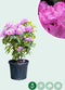 Rhododendron Roseum elegans | Rhododendron 'Roseum elegans' | Bomenbezorgd.nl