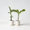 Plant in a Box - Musa Basjoo - Set van 2 - Winterharde bananenplanten - Tuinbanaan - Pot 9cm - Hoogte 25-40cm