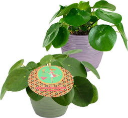 Duo Pilea Peperomioides – ↨ 20 cm – ⌀ 12 cm