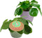 Duo Pilea Peperomioides – ↨ 20 cm – ⌀ 12 cm