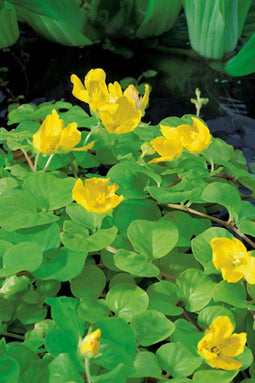 Lysimachia nummularia Aurea P9
