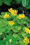 Lysimachia nummularia Aurea P9