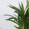 Plant in a Box - Trendy Indoor - Mix van kamerplanten - Pot 12cm - Hoogte 25-40cm