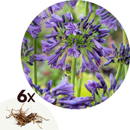 Plant in a Box - Agapanthus Blauw - Set van 6 - Afrikaanse lelie - Wortelstokken - Bloeiende plant