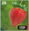 Epson 29 - Multipack 4-kleuren - Scherpe afdrukken - EasyMail (1 pack)