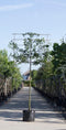 Sierpeer leiboom 150 cm | Pyrus call. 'Chanticleer' 8-12 cm 150 cm| Bomenbezorgd.nl