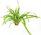 Easy grow 15 cryptocoryne balansae
