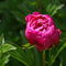 Plant in a Box - Paeonia pioen 'Karl Rosenfield' - Set van 2 - Pioenen - Bloemknollen - Zomerbloeiers - Tuinbloemen - Paars