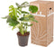 Monstera Deliciosa Struik ↨ 70cm - hoge kwaliteit planten