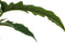 Philodendron Narrow Escape Feel Green ↨ 45cm - hoge kwaliteit planten