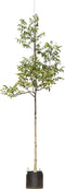 Gewone walnotenboom | Juglans regia 10-14 cm | Bomenbezorgd.nl