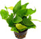 Levende Aquariumplant Anubias Nana 5cm pot per stuk