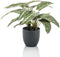 Emerald Kunstplant in pot Zebrina calathea 38 cm