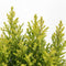 Chamaecyparis lawsoniana 'Ellwood's Gold' - Californische cipres - Planthoogte: 30-40 cm - Pot Ø 19 cm (3 liter)