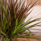 Plant in a Box - Dracaena Marginata - Mix van 3 - Drakenbloedboom - Groene kamerplant - Pot van 12cm - Hoogte 30-40cm