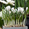 Plant in a Box - Crocus White - Bloembollen x30 - Krokus - Krokussen uit Nederland - Wit - Vroege bloeier
