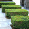 Plants by Frank | 1 strekkende meter ligusterhaag | 6x Ligustrum Ovalifolium Ø12 cm - 20 cm | winterharde haagplanten | Halfwintergroene haag | Tuinplanten | Planten