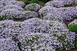 5 stuks Phlox (S) 'Emerald Cushion Blue'