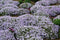 5 stuks Phlox (S) 'Emerald Cushion Blue'