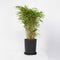 Plant in a Box - Niet-woekerende bamboe - Fargesia nitida 'Gansu' - Hoogte 50-70cm - Pot 17cm - Bamboo - Green