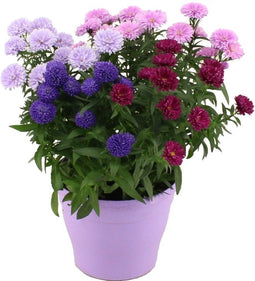 Goed & Groen - Aster Showmaker Carnaval Quattro -↨ 35cm - Potmaat 19cm - Kwaliteit Planten - Tuin Plant - Tuinplantenplanten - Sfeer