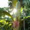 Plant in a Box - Musa Basjoo - Winterharde bananenplanten - Tuinbanaan - Pot 21cm - Hoogte 55-70cm