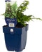 Japanse Regenboogvaren (Athyrium) 'Metallicum' | 1 stuk | groenblijvende vaste plant | wintergroen | Schaduwplant | tuinplant schaduw | 11x11 cm Kwekerspot | winterhard