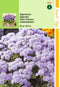 2 stuks - Hortitops - Ageratum Houstonianum Mexicanum Blue Mink
