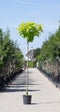 Gele bolcatalpa 200 cm stamhoogte | Catalpa big. 'Aurea' 6-10 cm 200-220 cm| Bomenbezorgd.nl