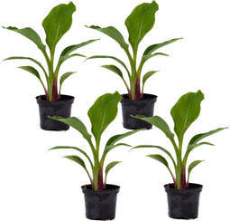 Plant in a Box - Musella lasiocarpa - Fruitboom - Set van 4 - Pot 9cm - Hoogte 25-40cm