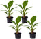 Plant in a Box - Musella lasiocarpa - Fruitboom - Set van 4 - Pot 9cm - Hoogte 25-40cm