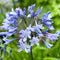 Plant in a Box - Agapanthus Blauw - Set van 6 - Afrikaanse lelie - Wortelstokken - Bloeiende plant