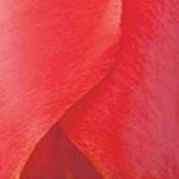 3 stuks - JUB - Tulipa Red Impression 8 bollen