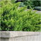 Plants by Frank | 1 strekkende meter Venijnboom haag | 6x Taxus media Farmen Ø12 cm - 20 cm | Groenblijvende haag | Tuinplanten | Planten