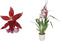 Cambria Barrocco Red 3T