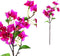 PTMD Garden Flower fuchsia bougainvillea tak